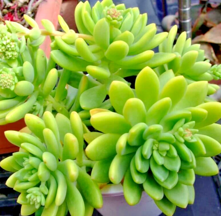 Sedum ‘Alice Evans’ Succulent Cuttings – 5 Live Rosettes, Hardy Stonecrop for Pots, Rock Gardens & Ground Cover