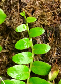 Marcgravia Rectiflora Cutting – Live Unrooted Tropical Vining Plant with 10+ Leaves for Indoor Propagation