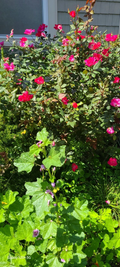 Rugosa Red Rose Robusta Cuttings - 10 Fresh Unrooted 5-8 Inch Rose Cuttings for Propagation