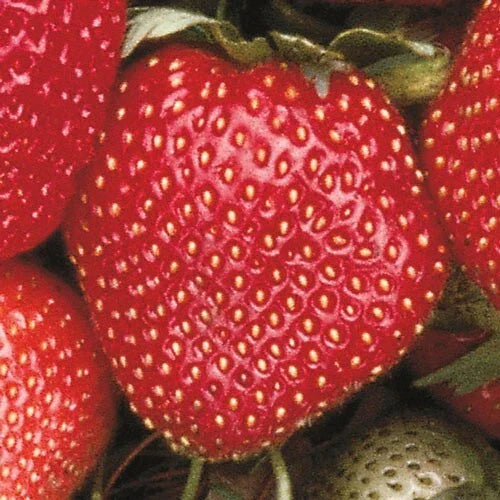 Sparkle Junebearing Strawberry Plants - Lot of 25 Bare Root Fairfax x Aberdeen Heirloom Berries for Freezing