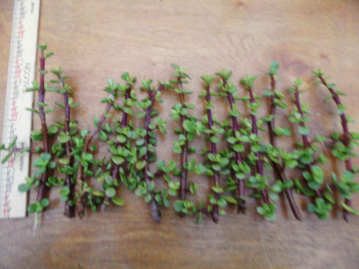 Portulacaria afra Cuttings - Lot of 12 Fresh 6-Inch Red-Stem Spekboom Succulent Stems
