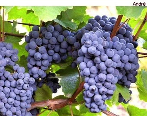 Andre Blue Grape Vine Cuttings – 30 Cold-Hardy Vitis Cuttings for Propagation