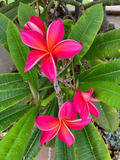 Kaneohe Sunburst Plumeria Cutting – 8–11 Inch Fresh Rooting Stem for Tropical Garden, Frangipani, Plumeria rubra