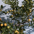 Honey Jar Jujube Scionwood Set of 2 Unrooted 8 Inch Cuttings for Grafting Ziziphus jujuba