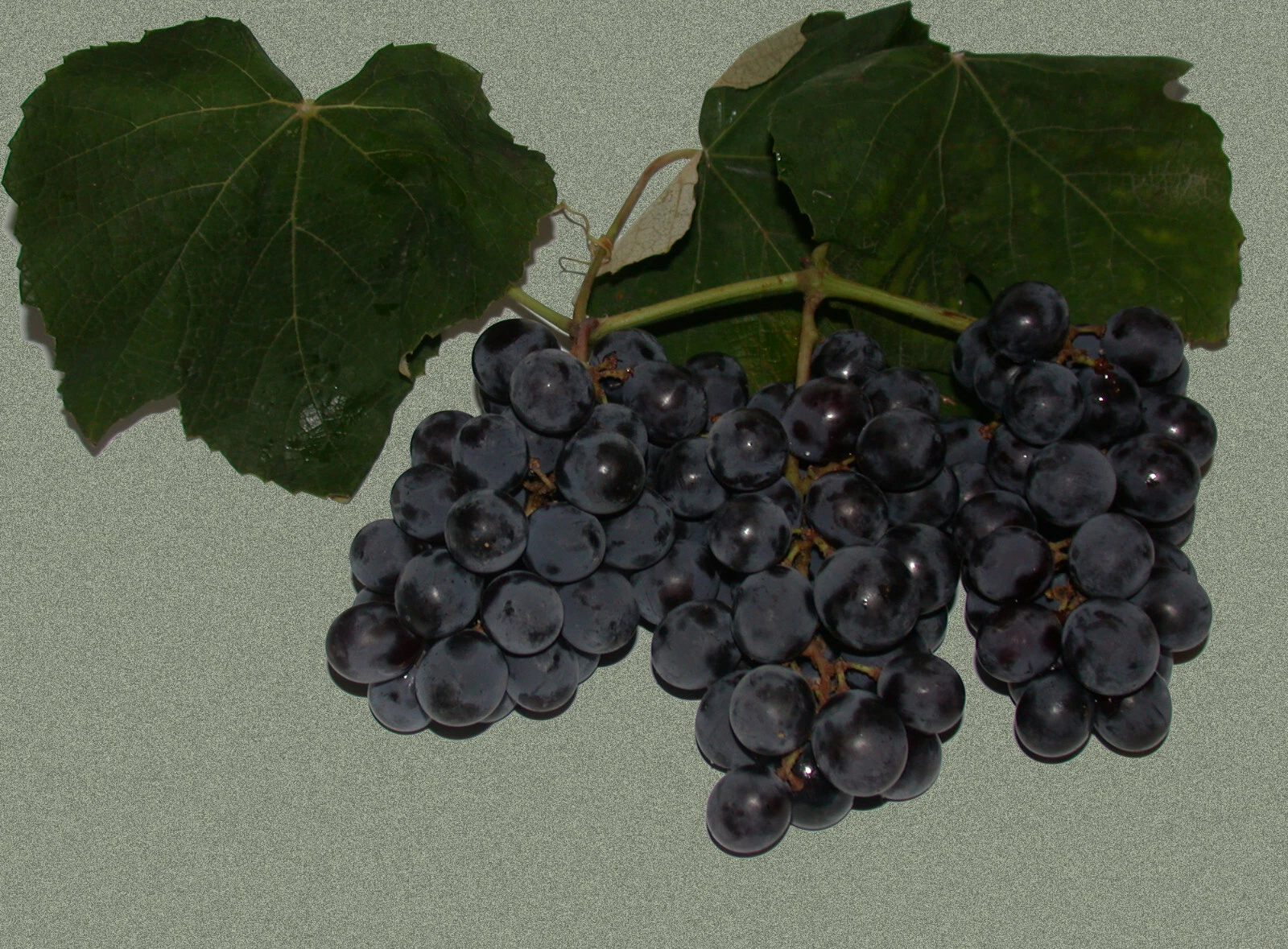 Isabella Grape Vine Cuttings – 10 Green Vitis labrusca Propagation Cuttings for Climbing Vine