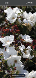 White Knock Out Rose Cuttings – 3 Unrooted 6-8 Inch Bushy White Flowering Shrubs Rosa