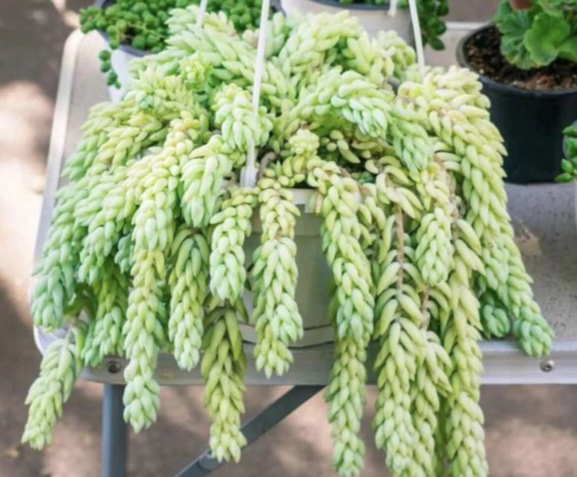 Burro’s Tail Succulent Cutting | Trailing Sedum morganianum Live Plant for Propagation & Indoor Gardening