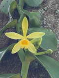 Variegated Vanilla Planifolia Orchid Cutting – 12 Inch Live Unrooted Climbing Vine, Green & Cream Foliage, Tropical Orchid Vine Propagation