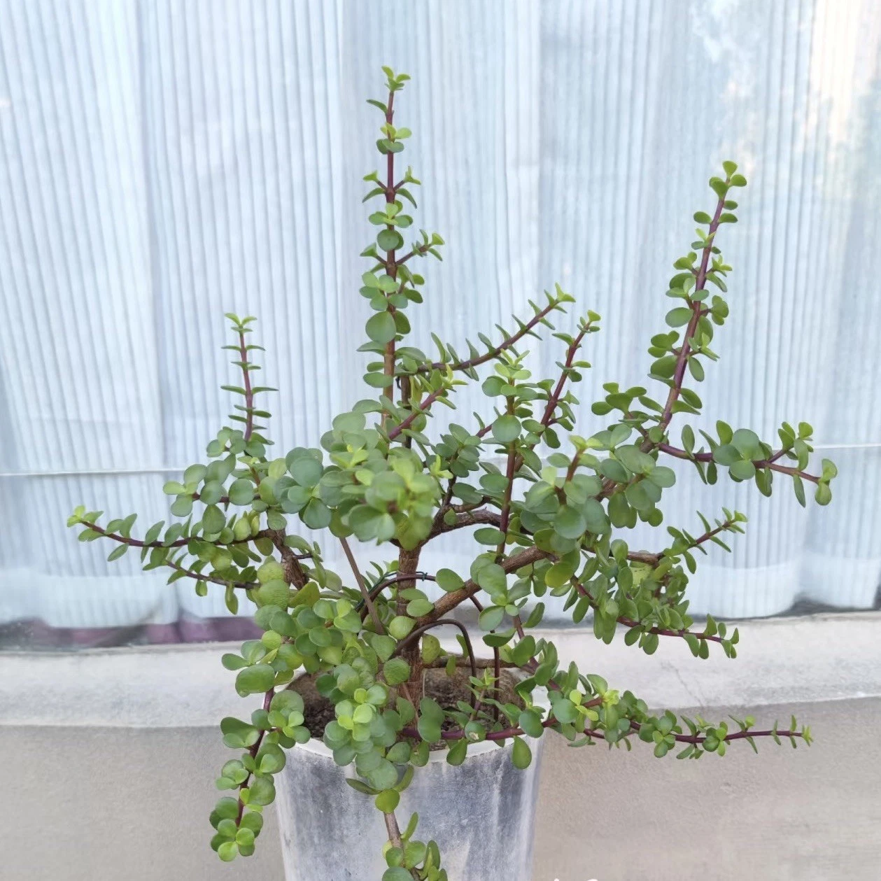 Elephant Bush Dwarf Jade Succulent Cuttings – 12 Unrooted Stem Propagation Material, Portulacaria afra