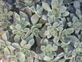 Aeonium Haworthii Succulent Cuttings - 4 Unrooted Pieces for Propagation