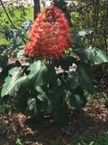 Clerodendrum paniculatum Cuttings – 6 Orange Pagoda Flower Stems for Propagation, Tropical Ornamental Shrub, Vibrant Tower Blooms
