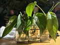 Epipremnum pinnatum Albo Variegated Rooted Cutting – Indoor Aroid Vine with White Variegation, 1 Leaf Node