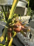 Coco Iris Dragon Fruit Cutting – 10–15 Inch Live Cactus Stem, Rare Hylocereus Variety for Growing Exotic Fruit Plants