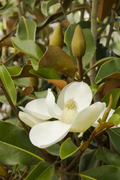 Magnolia grandiflora ‘Bracken’s Brown Beauty’ Cuttings – Unrooted Propagation Material for Grafting or Rooting