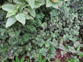 Tradescantia Repens Rooted Cuttings - 30 Live Dwarf Bolivian Wandering Jew Plants