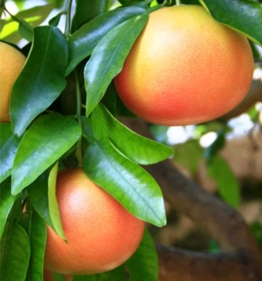 Unrooted Ruby Grapefruit Cutting – Citrus paradisi 6–8 Inch for Rooting & Grafting, Fruit Tree Propagation