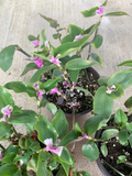 Variegated Tradescantia Blushing Bride Cuttings – 3 Live Indoor Houseplant Cuttings
