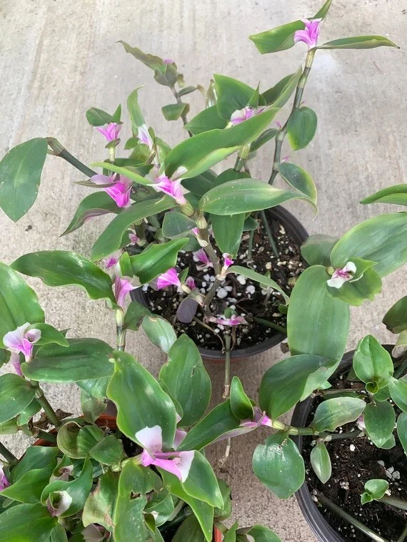 Variegated Tradescantia Blushing Bride Cuttings – 3 Live Indoor Houseplant Cuttings