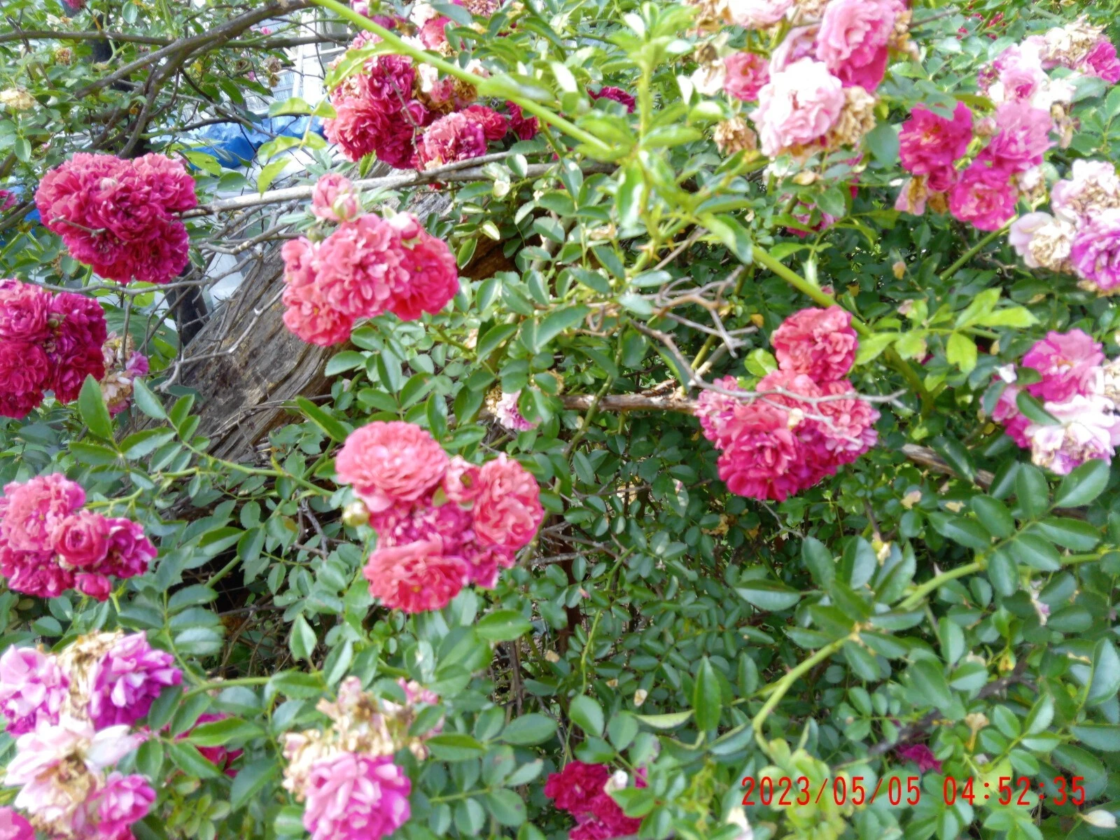 Seven Sisters Climbing Rose Cuttings Set of 12 Live Vining Rose Propagation Stems Rosa multiflora
