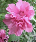 Double Pink Rose of Sharon Cuttings – 3 Unrooted Hibiscus syriacus Althea Shrub Propagation Cuttings