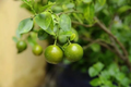 Green Kumquat Cuttings – 3 Live Fortunella Citrus Propagation Cuttings for Rooting or Grafting