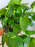 Pothos Hawaiian Cuttings – 3 Unrooted Epipremnum aureum Trailing Houseplant with Green and Gold Variegation