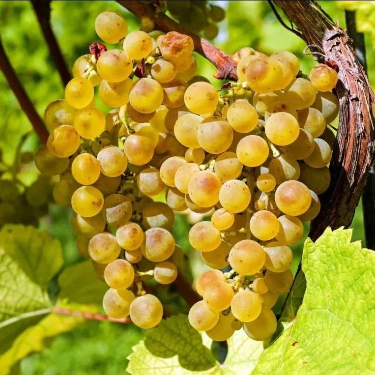 Live Traminette Grape Plant – 10–16 Inch Vitis Hybrid Starter Vine for Vineyard, Garden & Trellis Growing
