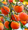 Japanese Fuyu Persimmon Scion Cuttings – 6–8 Inch Dormant Grafting Propagation Diospyros kaki