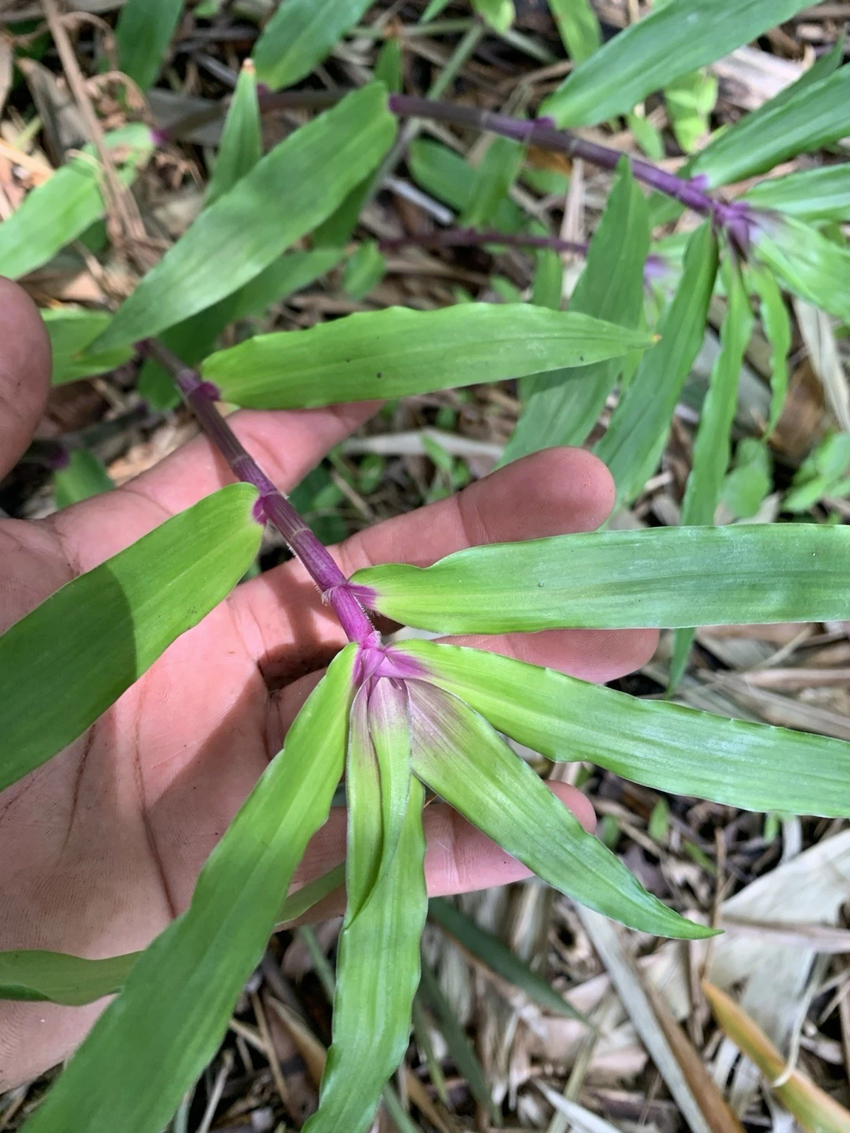 Tradescantia Zebrina Cuttings – 5 Live 4–6" Trailing Houseplant for Pots & Hanging Baskets