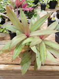 Tradescantia spathacea ‘Sitara’s Gold’ Live Cuttings – Colorful Foliage Houseplant Propagation, Indoor Container Growing