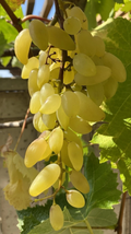 Gold Finger Grape Cuttings Vitis vinifera Unrooted Clones for Grafting or Rooting