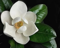 Southern Magnolia Tree Cuttings Set of 8 | Magnolia grandiflora Unrooted Propagation Cuttings for Grafting
