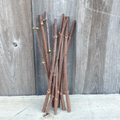 Adams American Elderberry Cuttings - 8 Fresh Sambucus canadensis Unrooted Cuttings 8-10 Inch