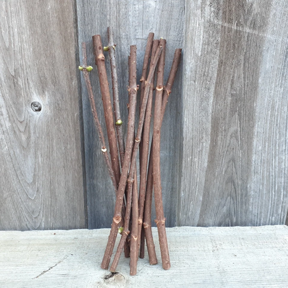 Adams American Elderberry Cuttings - 8 Fresh Sambucus canadensis Unrooted Cuttings 8-10 Inch