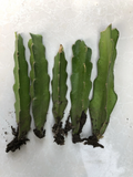 Rooted Dragon Fruit Cuttings – 5 Live Hylocereus Plants Ready to Plant