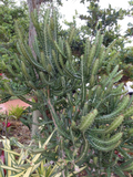 Large Euphorbia lactea Candelabra Cactus Cutting – Milk Stripe Succulent Propagation, Unrooted Architectural Plant