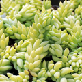 Burro’s Tail Succulent Cuttings – 3 Live Sedum morganianum Unrooted Propagation Cuttings for Hanging or Indoor Containers