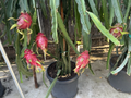 Dark Star Dragon Fruit Cuttings – 18–22 Inch Mature Hylocereus Hybrid Climbing Cactus for Home Growing