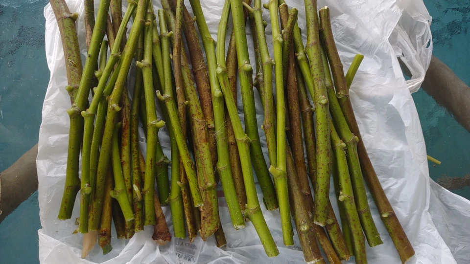 Hardy Chicago Fig Cuttings 12 Pack - Unrooted Ficus Carica for Propagation