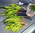 Leyland Cypress Tree Cuttings – 20 Fresh Unrooted Cuttings for Propagation