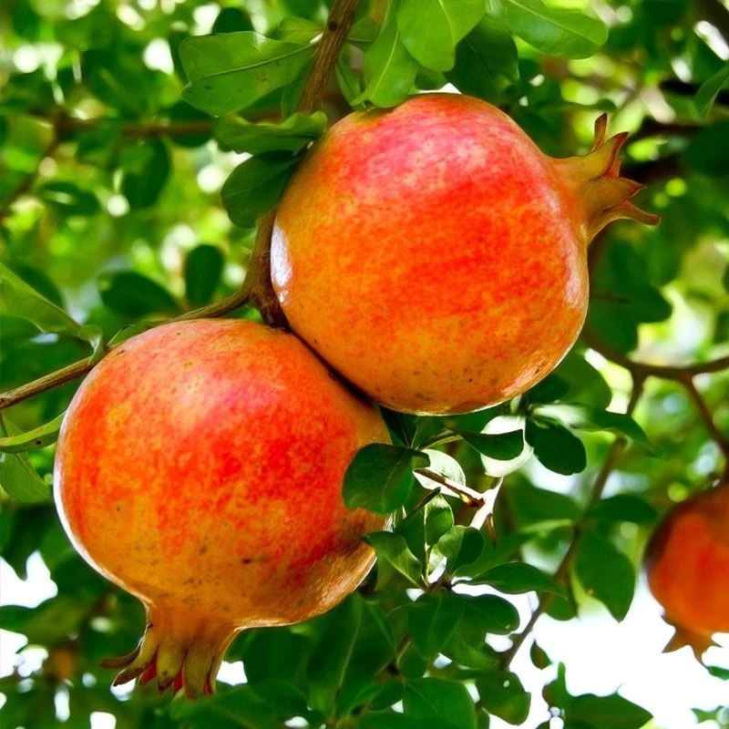 Sirenevyi Pomegranate Cuttings - 3 Live Cuttings for Rooting or Grafting