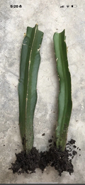 Rooted Dragon Fruit Plants – 8 Inch Live Hylocereus Cactus Vines for Outdoor Garden or Container Growing