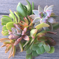 Assorted Succulent Cuttings – 5 Live Unrooted Succulent Plant Cuttings for Propagation