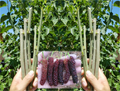 Pakistan Mulberry Live Cuttings – 10 Organic Morus spp. Rooting Grafting Propagation Sticks