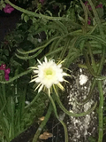 Night Blooming Cereus Rooted Cuttings - Epiphyllum oxypetalum Cactus with Large White Night Flowers, Set of 4