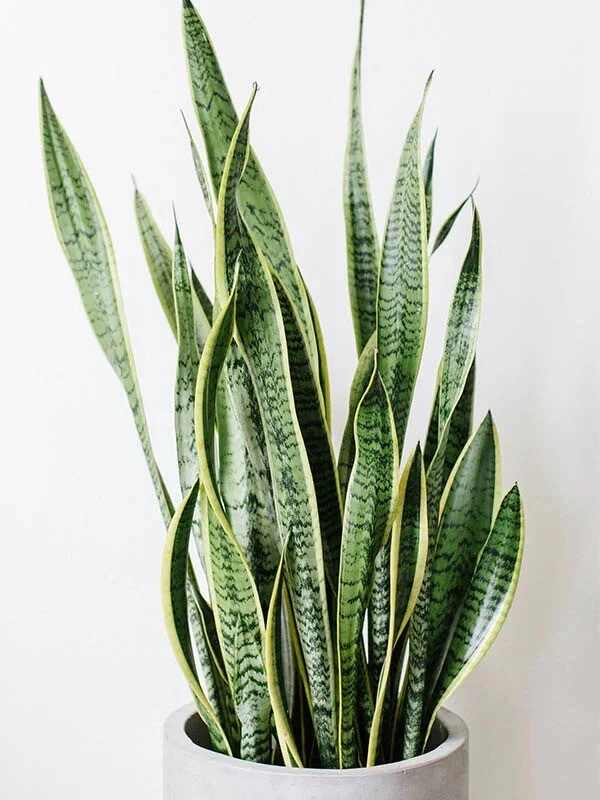 Snake Plant Clippings – 3 Unrooted Leaf Cuttings for Propagation, Dracaena trifasciata, Mother-in-Law’s Tongue Indoor Plant