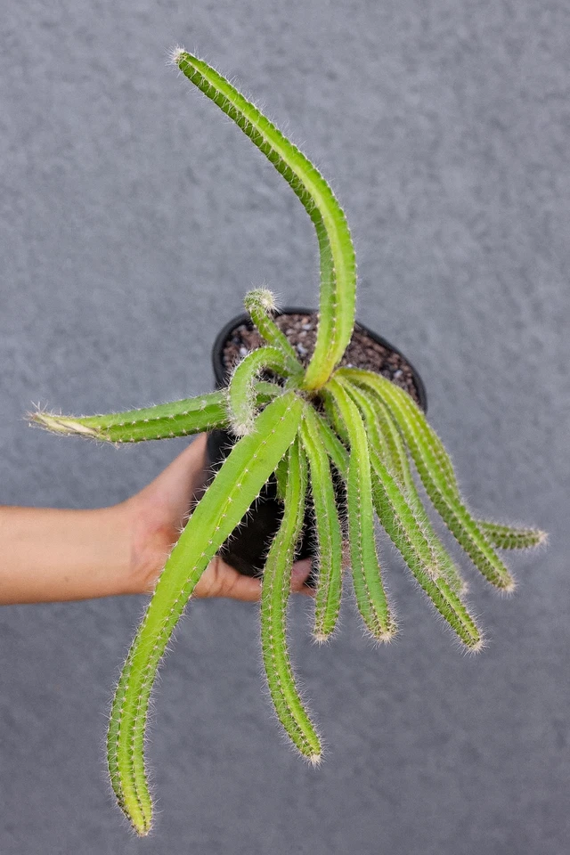 Dog Tail Cactus Plant in 4" Pot, Trailing Succulent with Cascading Stems, Selenicereus testudo