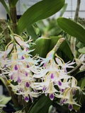 Dendrobium Amethystoglossum Orchid Cuttings - 5 Live Short Cuttings for Propagation