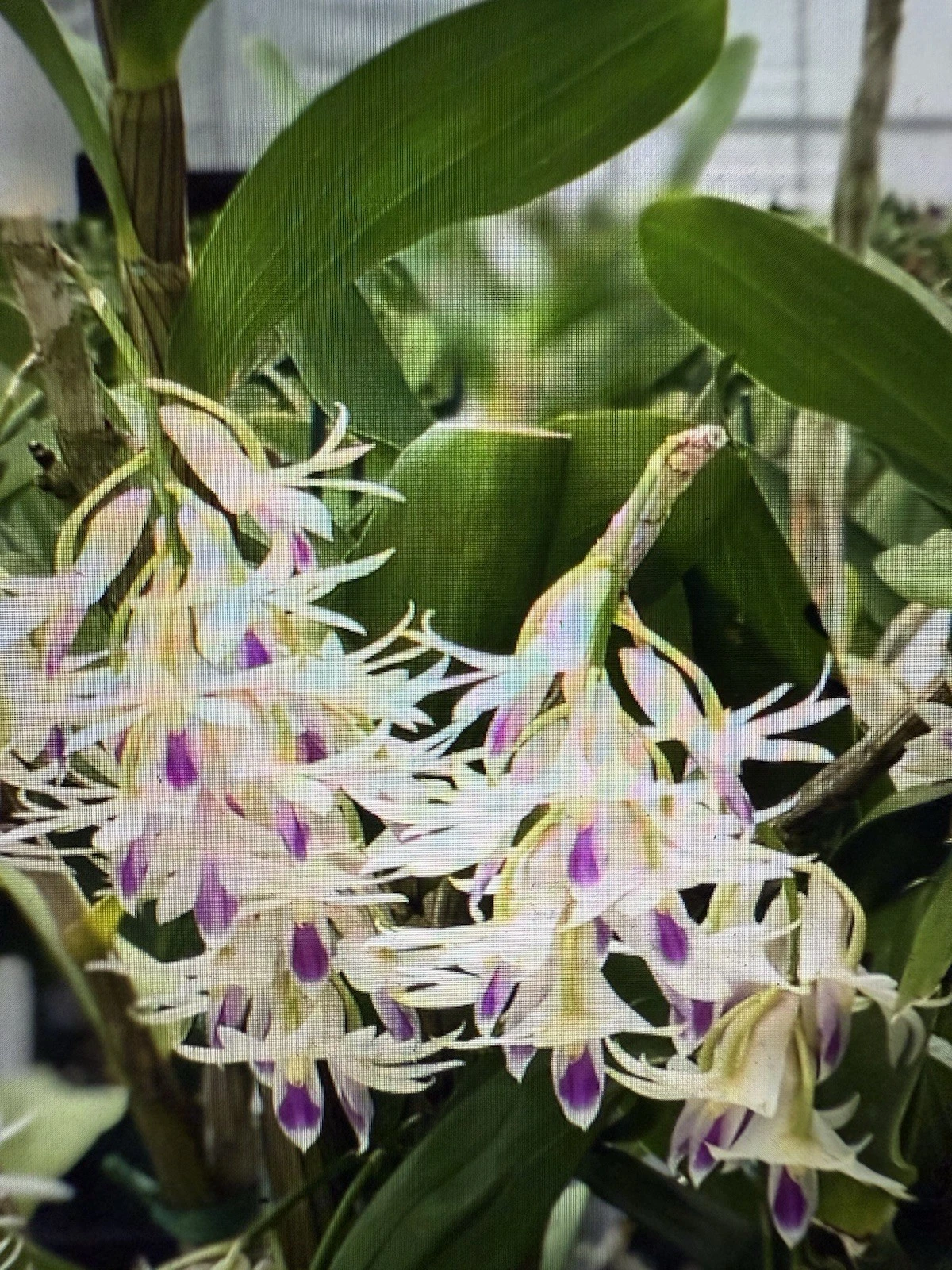 Dendrobium Amethystoglossum Orchid Cuttings - 5 Live Short Cuttings for Propagation