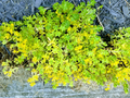 Creeping Sedum Cuttings – 49 Perennial Succulent Groundcover Starts, Mixed Sizes 1–5 Inches